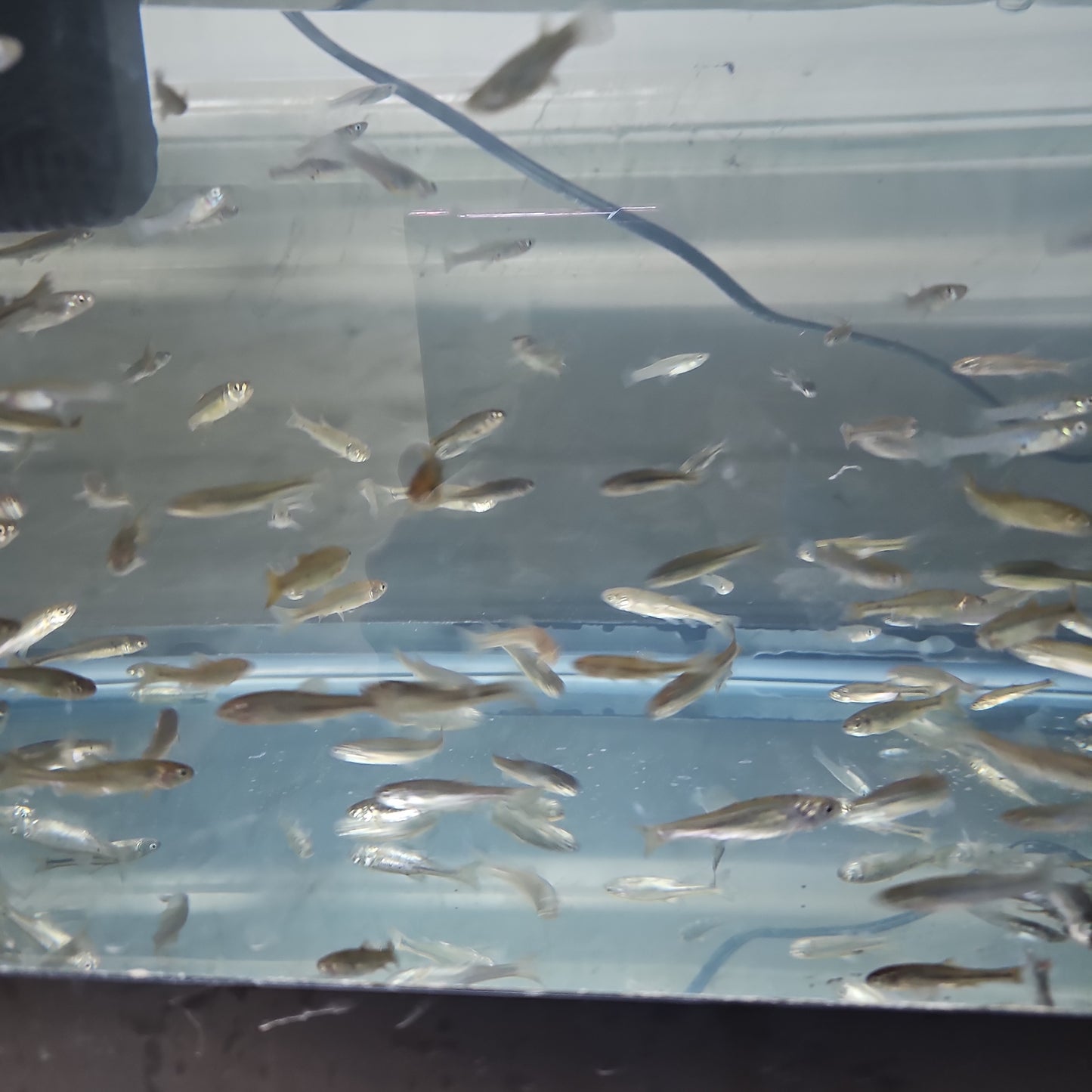 Live Crappie Minnows 12 ct